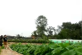 从污水横流到荷叶连天！聊城冠县集中整治农村坑塘 不仅美了颜还赚到了钱图片