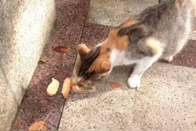 我的宠物 | 世界上的温柔都给了橘猫图片