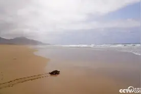 野生海龟获动保组织解救后重归大海图片