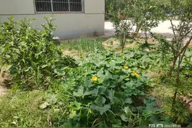 新闻啄木鸟图片