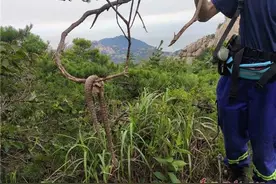 惊险！63岁游客山东登山突发疾病，搜救队途中遇剧毒蛇图片