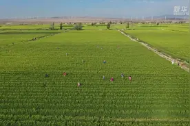 西海固脱贫系列Vlog丨这里的黄花菜不会“凉”