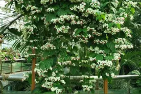 花情预报｜这种花样子真奇特，花蕊里含“龙珠”图片
