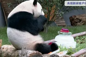 抱着啃、坐着咬……大熊猫“毛竹”过生日享受豪华“冰蛋糕”图片