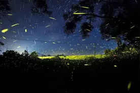 有萤火虫的夜晚，才算完美的夏天图片