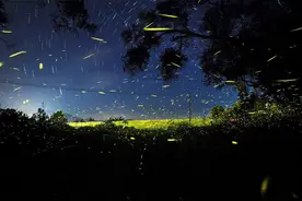 有萤火虫的夜晚，才算完美的夏天图片