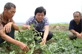 高唐千余名技术员活跃惠农一线！承担技术总顾问的是这支科技服务团的志愿者图片