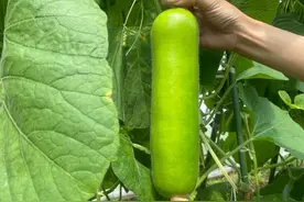 撑起夏天的味蕾！桑拿天的“焖烧大棚”里，“葫芦仙子”正在解码它的美味基因图片