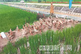 吉尼斯稻香村游来500只“鸭将军”图片