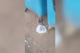 巴西一只病重狗子被主人丢进垃圾桶自生自灭 视频曝光引起网友关注图片