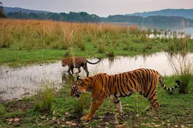 片单｜世界老虎日，纪录片里的大猫图片