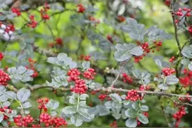 景东黄草岭村花椒丰收椒农忙图片