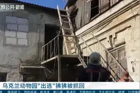 乌克兰动物园狒狒“出逃”！工作人员利用麻醉镖将它们抓回视频封面