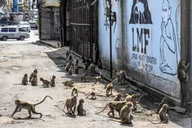 泰国著名旅游城市被猴子占领，当地居民：我们才是被关在笼子里的那一群图片