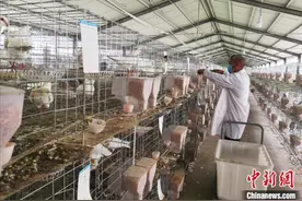 将“简单”变为“不简单”河南确山找出致富“秘籍”图片