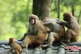 张家界武陵源的夏日猴趣图片