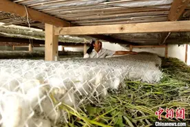 “桑蚕之乡”陕西石泉：民众致富有“丝”路图片