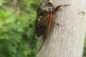 身边的中药｜蝉蜕图片