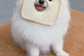 被卡在面包里的宠物：从来不知道面包可以这么玩图片