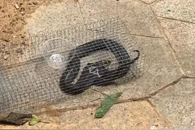 南宁一小区又抓到蛇，这次是剧毒眼镜蛇！捕蛇人：肯定不止一条图片