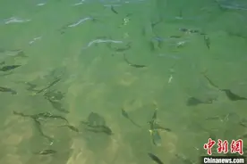 跨越近半世纪的生命救护：青海湖重现“鱼鸟欢跃水清草绿”图片