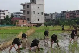 洪水退去，武警帮灾民抢种晚稻还送来化肥视频封面