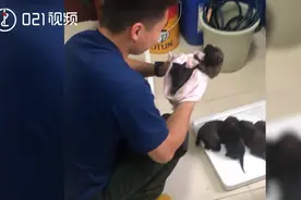 太萌了！上海消防员暴雨中捞回一窝小奶狗，还用吹风机给它们吹毛视频封面