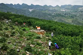 山区花椒“变形记”图片