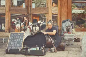 “全网最会唱歌的狗”，阿拉斯加犬丽江街头卖唱为自己赚狗粮，有人专程赶来看它演出图片