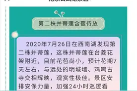 南京玄武湖景区回应并蒂莲被摘：玄武湖将24小时看守第二株并蒂莲图片