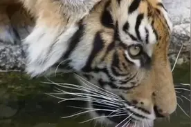 全球仅剩约4000只野生虎，偷猎和非法交易成主要威胁视频封面