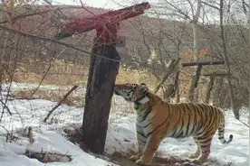 “这比保护大熊猫要难！”看中俄如何联手挽救濒危“虎中之王”图片