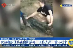 孔雀惨叫连连！昆明：游客死死按住孔雀合影，还拔毛给小孩玩视频封面