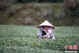 中国茶园种植面积第一省贵州 茶叶出口大增图片