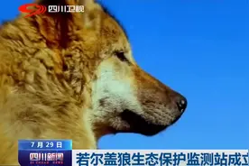 四川新闻丨若尔盖狼生态保护监测站成立图片