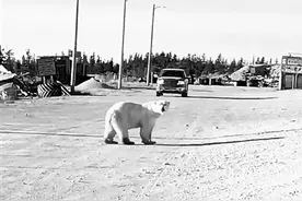 与北极熊、极光和冰雪相伴 不是抑郁而是治愈图片