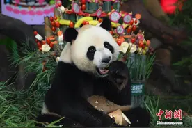 全球唯一大熊猫三胞胎迎六周岁生日图片
