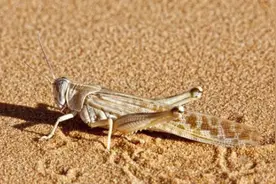 巴基斯坦蝗灾防治有了新进展 中国无人机飞向治蝗一线图片