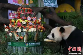 全球唯一大熊猫三胞胎迎来6周岁生日图片