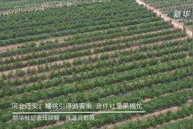 河北迁安：蟠桃引得游客来 合作社里采摘忙视频封面