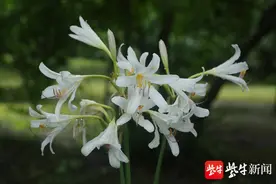 彼岸花了解一下，南京中山植物园石蒜季赏花盛宴即将开启图片