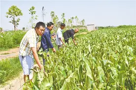 郭家村210亩茨菰长势喜人图片