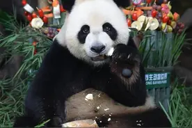 全球唯一大熊猫三胞胎6岁了图片