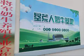 垦荒人直播黄金奶源带上万头“将军牛”图片