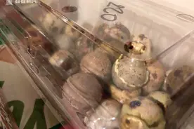 活久见！厨房有怪声？忘了吃的蛋孵出20只小鹌鹑图片