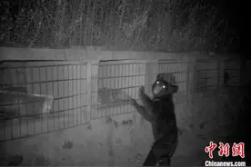 亚洲黑熊仔进村偷吃蜂蜜被红外相机“拍个正着”图片