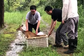 被救助的野生母獐重归紫金山，它还带着特殊“任务”图片