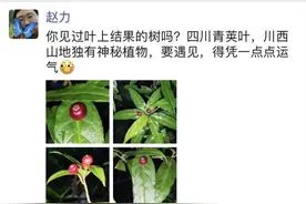树叶上开花结果！四川青城山首次发现神秘植物“叶上珠”图片