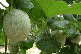 摘哈密瓜去啊，一起！图片