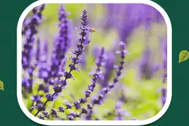 藏不住了！洛阳这几片夏日限定花海惊艳上线！再不去就真的晚了！图片